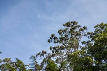 beautiful gum Trees and shrubs in the Australian bush forest. Gumtrees and native plants growing in Australia in spring. eucalyptus growing in a tall forest