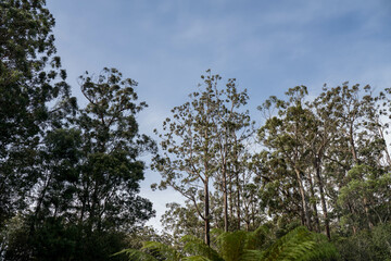 beautiful gum Trees and shrubs in the Australian bush forest. Gumtrees and native plants growing in Australia in spring. eucalyptus growing in a tall forest