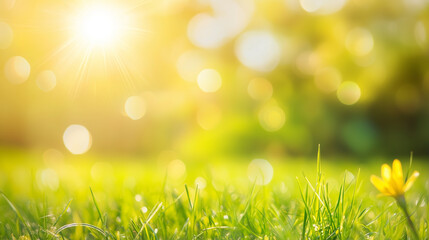 Obraz premium Warm sunlight green fresh grass morning closeup background