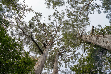 beautiful gum Trees and shrubs in the Australian bush forest. Gumtrees and native plants growing in Australia in spring. eucalyptus growing in a tall forest