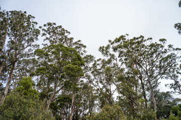 beautiful gum Trees and shrubs in the Australian bush forest. Gumtrees and native plants growing in Australia in spring. eucalyptus growing in a tall forest