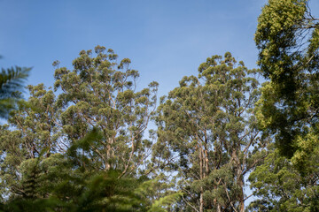 beautiful gum Trees and shrubs in the Australian bush forest. Gumtrees and native plants growing in Australia in spring. eucalyptus growing in a tall forest