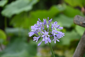 紫色のアガパンサス