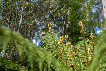beautiful gum Trees and shrubs in the Australian bush forest. Gumtrees and native plants growing in Australia in spring. eucalyptus growing in a tall forest