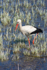 stork walks through the swamp