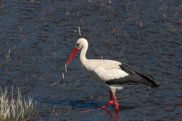 stork walks through the swamp