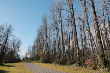 Island 22 Regional Park along Fraser River during a fall season in Chilliwack, British Columbia, Canada