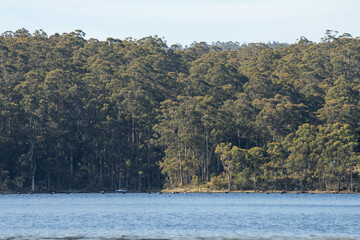beautiful gum Trees and shrubs in the Australian bush forest. Gumtrees and native plants growing in Australia in spring. eucalyptus growing in a tall forest