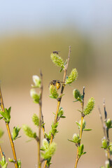 willow blossom spring photo