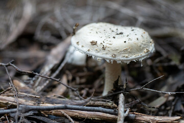 mushroom growing in the bush, turning a compost pile in a community garden. compost full of microorganisms. sustainable regenerative agriculture