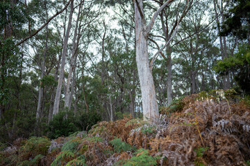 beautiful gum Trees and shrubs in the Australian bush forest. Gumtrees and native plants growing in Australia in spring. eucalyptus growing in a tall forest