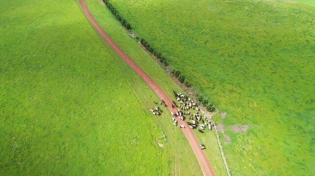 herding cows with a motorbike on a farm. mustering cattle on a ranch