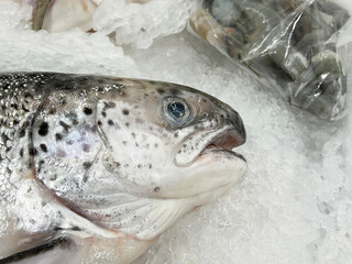 fresh trout on ice.