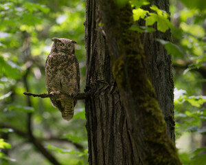 great horned owl

