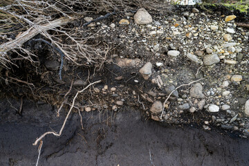 soil profile of land with soil layers of dirt, roots, organic matter, and plants in the bush and forest