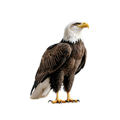 Obraz premium A Stunning Close-Up of a Majestic Bald Eagle Capturing Nature’s Splendor with Its Intense Gaze and Striking Features Set Against a Solid Black Background