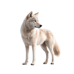 Obraz premium Majestic and Graceful: A Captivating Portrait of a Beautiful Wolf Standing Proudly, Exuding Confidence and Power Against a Mysterious Dark Backdrop, Showcasing Nature's Splendor