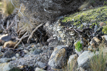 soil profile of land with soil layers of dirt, roots, organic matter, and plants in the bush and forest