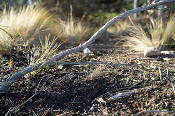 beautiful gum Trees and shrubs in the Australian bush forest. Gumtrees and native plants growing in Australia in spring. eucalyptus growing in a tall forest