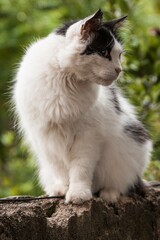Obraz premium Nice Cat