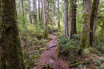 Fototapeta premium Serene Forest Pathway On Vancouver Island, British Columbia, Canada