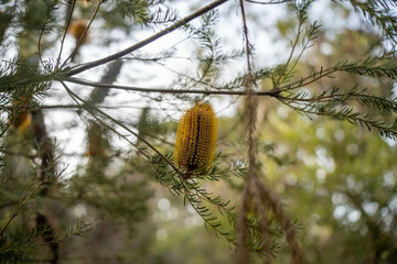 beautiful australian bush with trees, shrubs, grasses, with lots of different types, storing carbon in a  forest