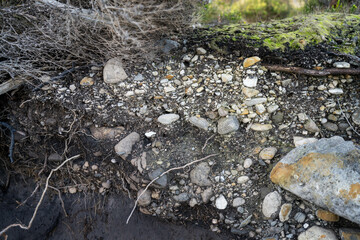 soil profile of land with soil layers of dirt, roots, organic matter, and plants in the bush and forest