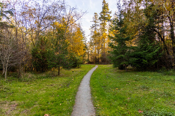 Fototapeta premium Tranquil Autumn Pathway Through Victoria's Verdant Forest