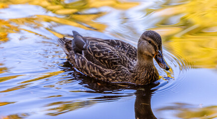 Beautiful Duck Swimming in Autumn Pond Reflections