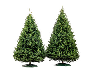 Fototapeta premium Two lush green Christmas trees with a vibrant appearance, set against a white isolated background, perfect for holiday decoration and seasonal themes.