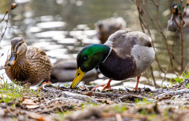 Mallard Ducks Feeding by a Tranquil Pond in Victoria