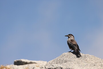 Northern nutcracker or Spotted nutcracker or Eurasian nutcracker (Nucifraga caryocatactes japonica ) is a passerine bird in the crow family Corvidae. This photo was taken in Japan.