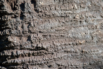 texture of the bark of a palm tree