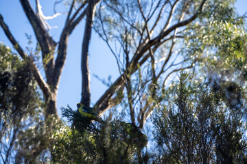 beautiful australian bush with trees, shrubs, grasses, with lots of different types, storing carbon in a  forest