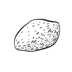 A Beautiful HandDrawn Potato Illustration Perfect for Culinary and Organic Themes in Cooking