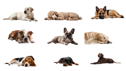 A group of cute French Bulldog, Labrador Retriever, Golden Retriever, German Shepherd, Poodle, Bulldog, Beagle, Rottweiler, German Shorthaired Pointer Sleeping and Relaxing on a white background