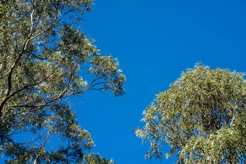 beautiful australian bush with trees, shrubs, grasses, with lots of different types, storing carbon in a  forest