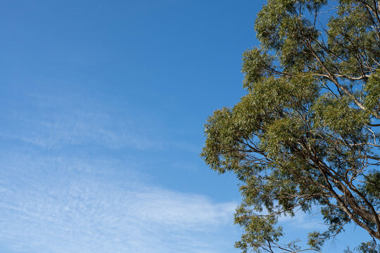 beautiful gum Trees and shrubs in the Australian bush forest. Gumtrees and native plants growing in Australia in spring. eucalyptus growing in a tall forest