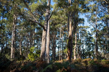 beautiful australian bush with trees, shrubs, grasses, with lots of different types, storing carbon in a  forest