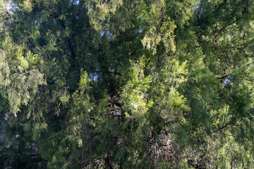beautiful gum Trees and shrubs in the Australian bush forest. Gumtrees and native plants growing in Australia in spring. eucalyptus growing in a tall forest