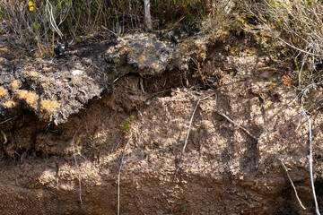 soil profile of land with soil layers of dirt, roots, organic matter, and plants in the bush and forest