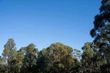 beautiful gum Trees and shrubs in the Australian bush forest. Gumtrees and native plants growing in Australia in spring. eucalyptus growing in a tall forest