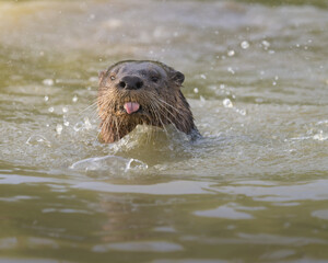 river otter sticking tongue out