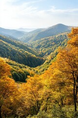 Obraz premium Autumn Forest Valley.