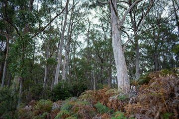 beautiful australian bush with trees, shrubs, grasses, with lots of different types, storing carbon in a  forest