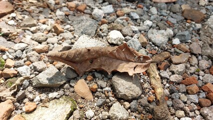 dry leaves that fall from trees and fall in the yard which is full of gravel
