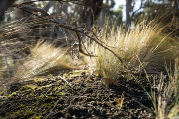 beautiful gum Trees and shrubs in the Australian bush forest. Gumtrees and native plants growing in Australia in spring. eucalyptus growing in a tall forest