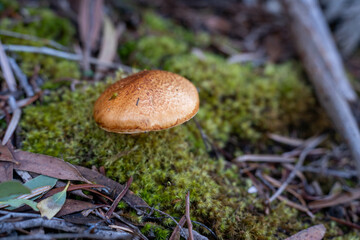 Close up of Mushrooms in the bush in Tasmania, Australia. in the forest