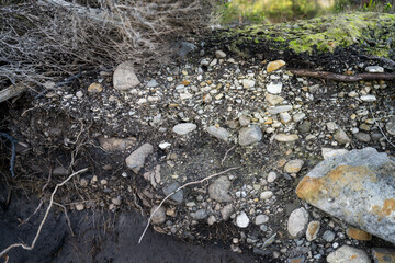 soil profile of land with soil layers of dirt, roots, organic matter, and plants in the bush and forest
