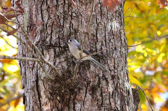 small bird perches on the branch in the middle of a tree that is surrounded on both sides by blurred autumn leaves in the background